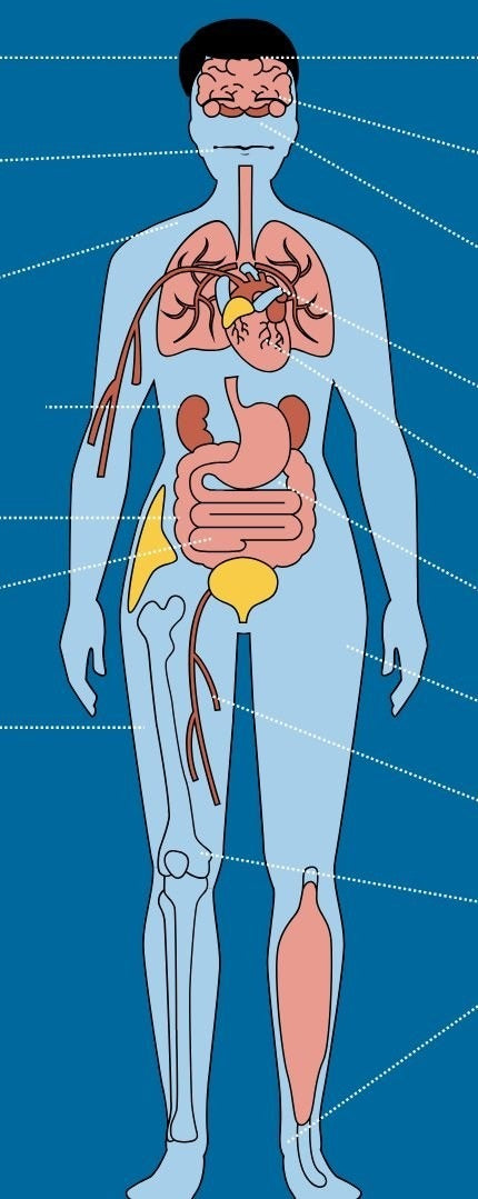 Illustration of a human body with the major organs and tissues labelled